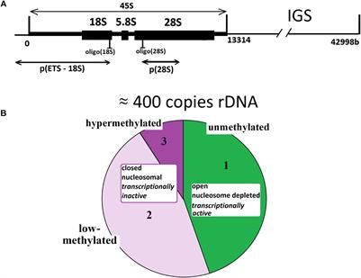 Copy Number of Human Ribosomal Genes With Aging: Unchanged Mean, but Narrowed Range and Decreased Variance in Elderly Group